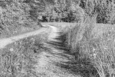 Empty road along plants on field