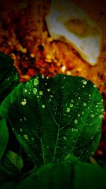 Close-up of raindrops on leaves