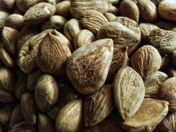 Close-up of apricot seeds