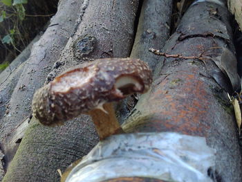 Close-up of mushroom on tree trunk