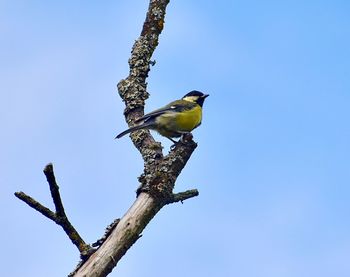 Low angle view of bird perching on branch against blue sky