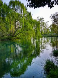 Reflection of trees in water