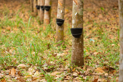 Trees growing on field in forest