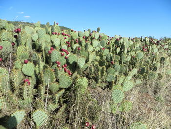 Cactus plants growing on field against sky