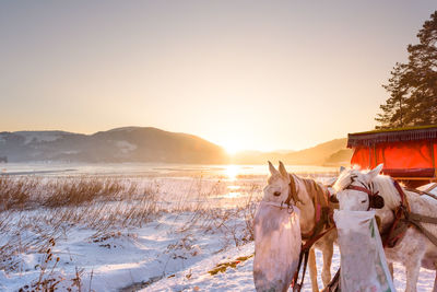 View of a horse on snowy field during sunset