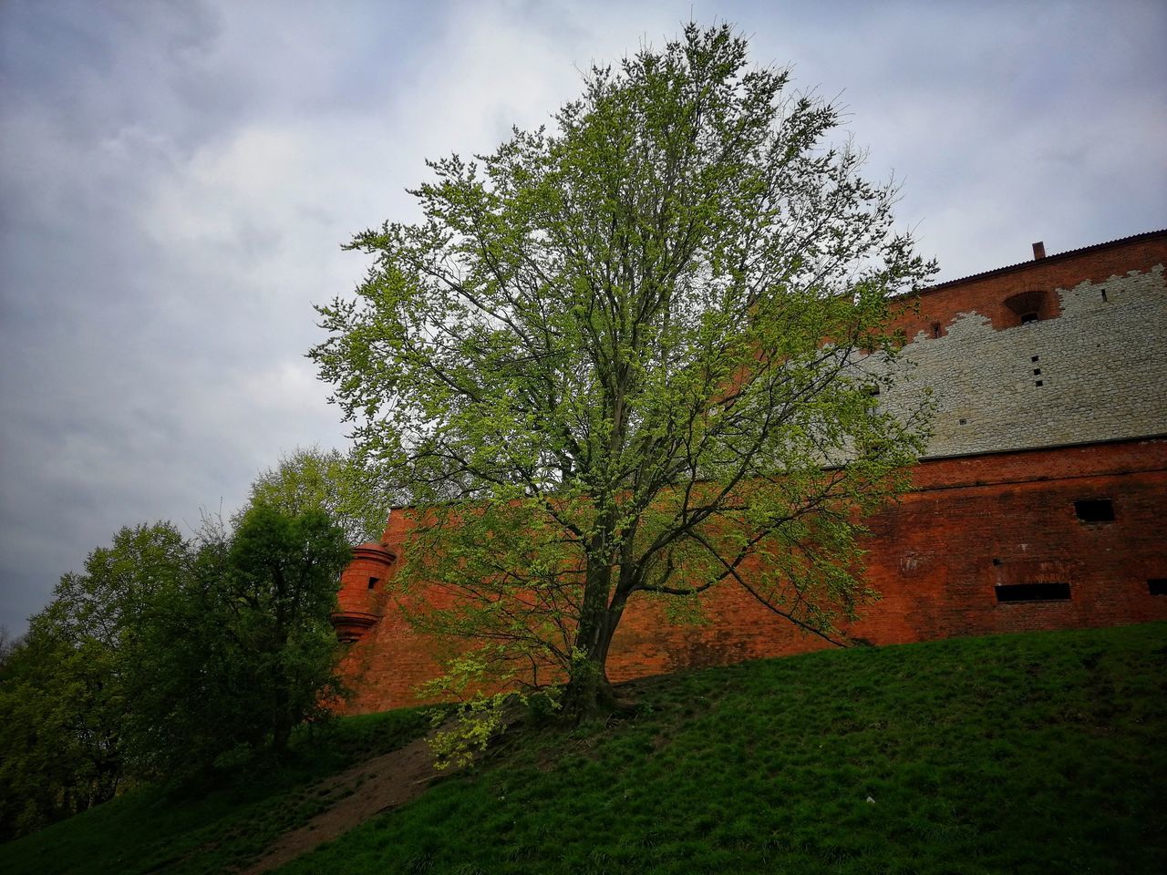 Piece by Piece •√ Eye4photography  Green Color Nature_collection Popular Photos Dubleexposure Outdoors Tranquil Scene Naturelovers Sunlight PhonePhotography Wall Tree Sky Grass Cloud - Sky Growing Beauty In Nature