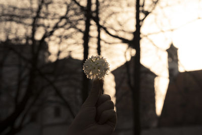 Cropped image of person holding white flower during sunset