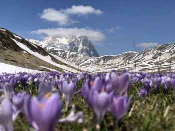 Scenic view of purple flowering plants on field against sky