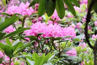 Close-up of fresh pink flowers blooming in spring