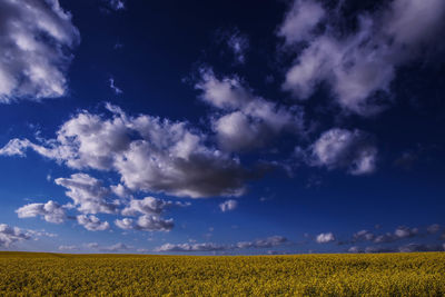 Scenic view of field against sky