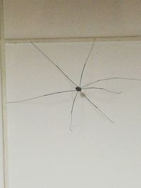 Close-up of spider on web