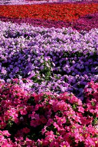 Full frame shot of pink flowers blooming in field