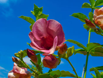 Close-up of pink flowering plant against blue sky