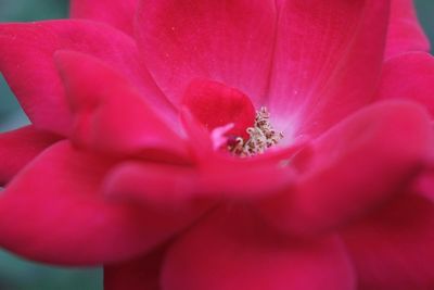 Close-up of pink flower