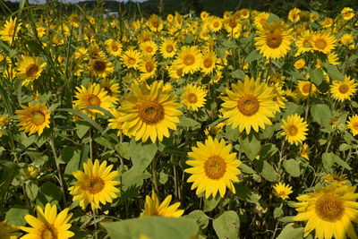 High angle view of sunflowers on field