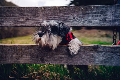 Close-up of dog on wood