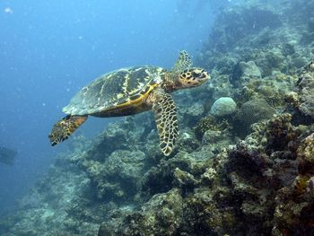animal wildlife