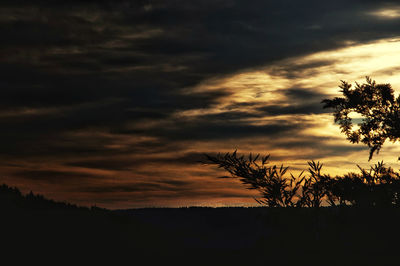 Silhouette trees against sky during sunset
