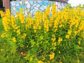 Close-up of yellow flowering plants on field