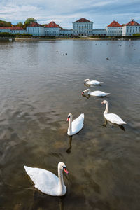 Swans swimming in lake