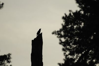 Low angle view of silhouette bird on tree against sky