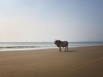 White horned bull stands on the sandy beach opposite the sea. indian cow, holy cow, sacred animal.