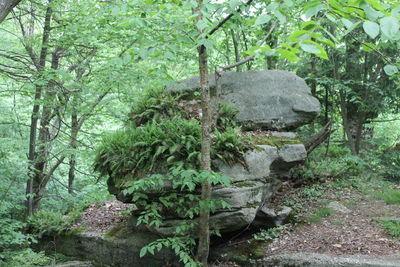 Plants and trees in park