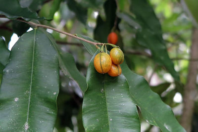 Close-up of fruits on tree