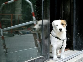 Close-up portrait of dog