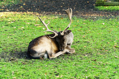 Fallow deer resting on green field