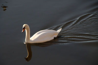 Close-up of swan swimming in lake