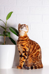 Cat sitting on potted plant against wall
