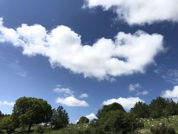 Low angle view of trees against sky