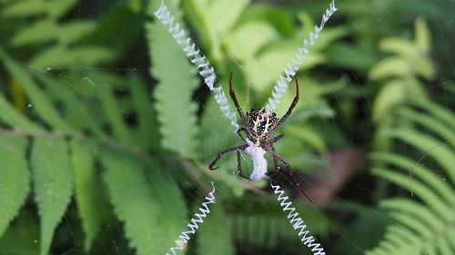 Close-up of spider on web