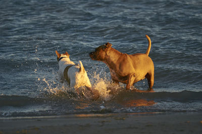 Two dogs on sea shore