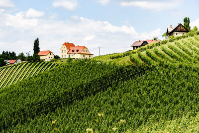 Plants growing on field by houses against sky