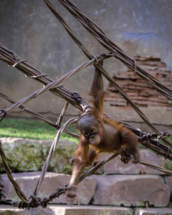  cute baby monkey on chainlink fence