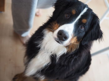 Close-up portrait of dog