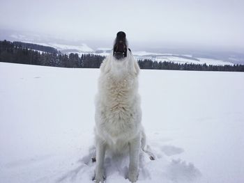 Dog on snow covered land