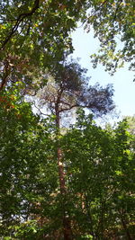 Low angle view of trees against sky