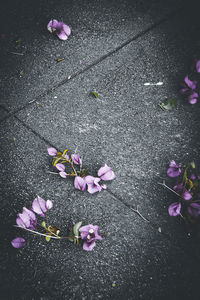 High angle view of pink petals on footpath