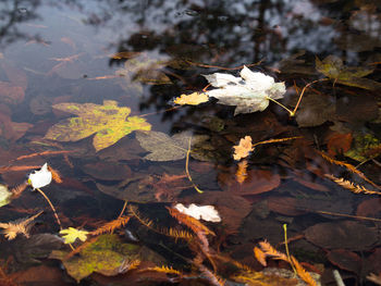 High angle view of maple leaf on land