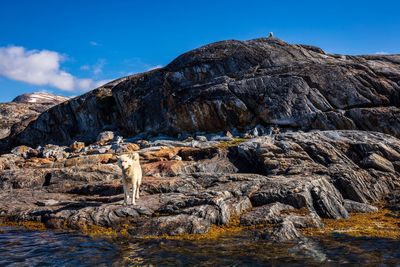 Dog on rock by lake against sky