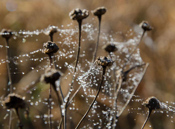 Close-up of water drops on spider web