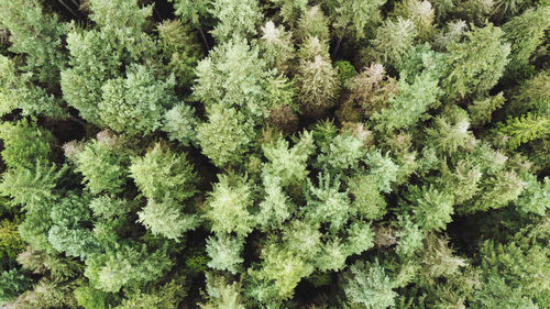 Full frame shot of plants