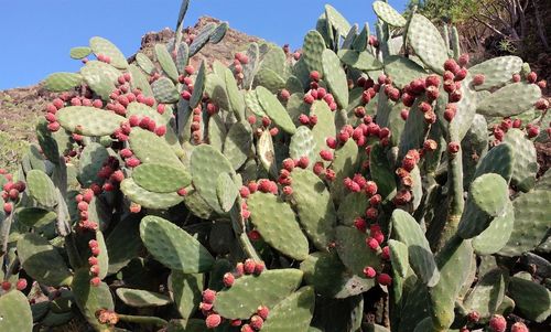 Close-up of prickly pear cactus against sky