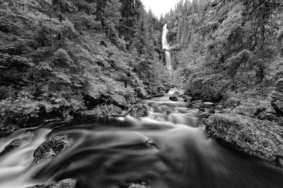Scenic view of river flowing in forest