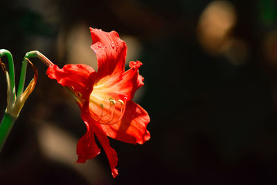 Close-up of red hibiscus blooming outdoors