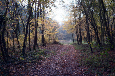 Footpath amidst trees in forest during autumn