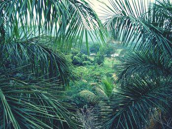 Close-up of palm tree